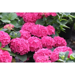 Hortenzia kalinolistá (Hydrangea macrophylla) ´RED BARON´ - výška 20-30 cm, Ø 20-30 cm, kont. C3L